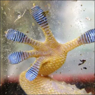 Quel amphibien du genre Rana peut &ecirc;tre ib&eacute;rique, oxyrhine ou pisseur ?