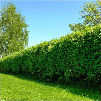 Quelle plante du genre Ligustrum, tr&egrave;s pris&eacute;e pour les haies, produit des baies tr&egrave;s toxiques ?