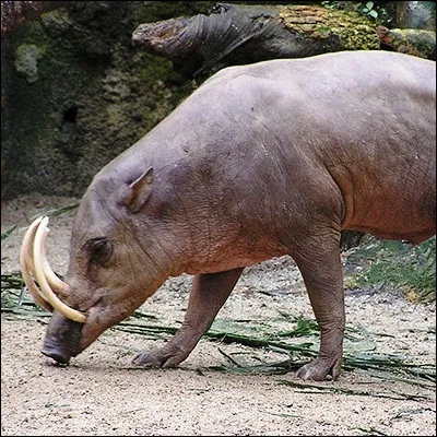 Comment s�appelle ce suid&eacute; end&eacute;mique de l�Indon&eacute;sie ?