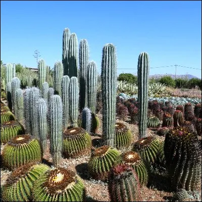 Quelle onomatop&eacute;e est la premi&egrave;re chant&eacute;e par Jacques Dutronc dans "Les Cactus" ?