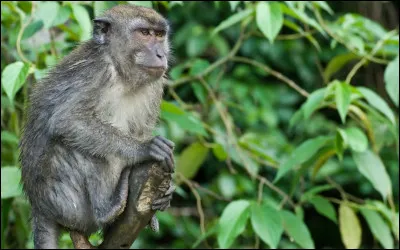 De quelle famille fait partie le singe ?
