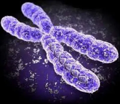 Quel est le sexe d'un individu ayant deux chromosomes X ?