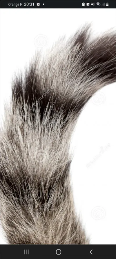 Qui a tranch&eacute; la queue de Freezer ?