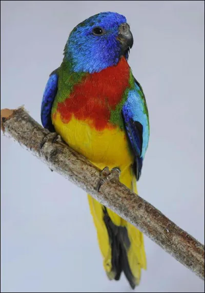 Quel est le nom de cette perruche ?