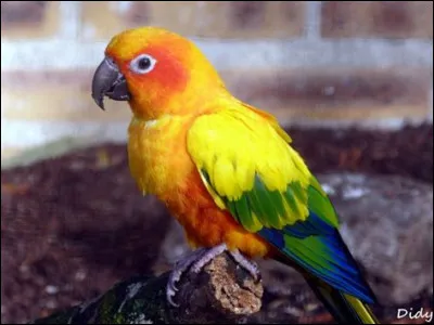 Quel est le nom de cette perruche ?