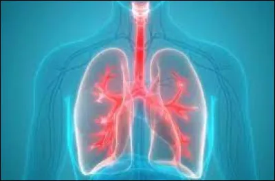 Que faut-il ajouter à "pou" pour obtenir le nom d'un organe essentiel à la vie ?