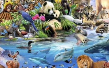 Quiz Animaux