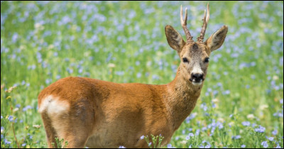 Quel est cet animal ?
