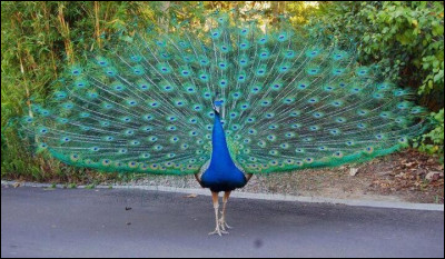 Quel est cet animal ?