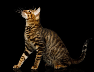 Quel est cet animal ?