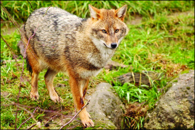 Quel est cet animal ?