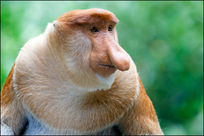 Quel est cet animal ?