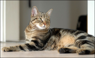 Quelle est l'espèce de chat la plus répandue dans le monde ?