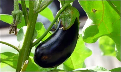 Qu'est-ce que l'aubergine ?