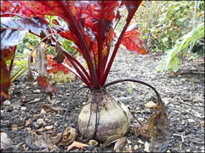L'aliment représenté sur cette photo, est-il un fruit ou un légume ?