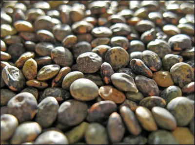 La lentille cultivée est un légume, mais de quelle sorte ?