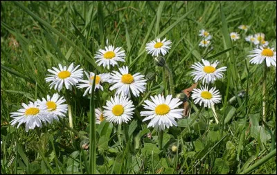 Il est vrai que dans un plat, on utilise particulièrement la pâquerette pour l'aspect visuel qu'elle y apporte. Cependant, elle est bien comestible. Quel goût a-t-elle ? Un goût plutôt...