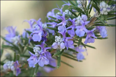 Quelle partie du romarin est comestible (crue, cuite ou sèche) ?