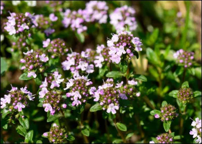 Le thym est une plante généralement utilisée pour parfumer les plats. On dit qu'il est une herbe...