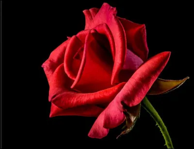 Les pétales d'une rose sont-ils comestibles ?