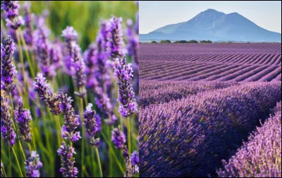 Cette plante, souvent utilisée pour son parfum, est bien comestible. Comment s'appelle-t-elle ?