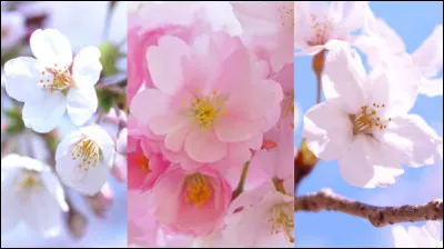 Cette fleur peut être utilisée en infusion, notamment au Japon. On s'en sert également en confiserie. De quel arbre provient-elle ?