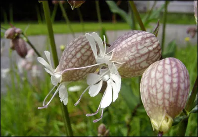 De quelle manière peuvent être consommées les feuilles de silène enflé ?