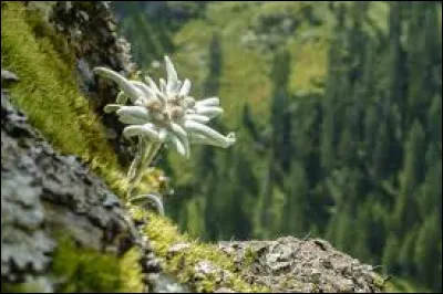 Quel est le nom de cette fleur de montagne ?