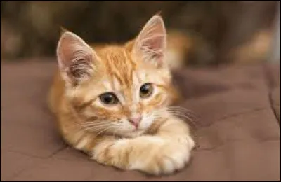 Quelle est l'espérance de vie d'un chat domestiqué ?