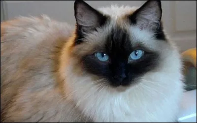 Quelle est cette race de chat ?