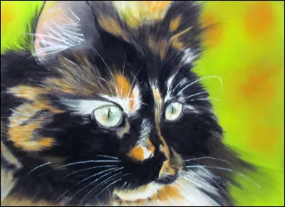 Quelle est cette race de chat ?