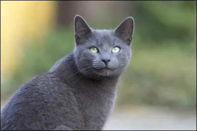 Quelle est cette race de chat ?