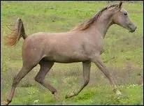 Comment appelle-t-on une robe aubre avec dominance de blanc ?