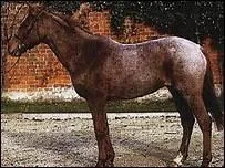 Comment appelle-t-on une robe aubre avec dominance de jaune rousstre ?