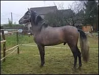 Quelles sont ses couleurs ?