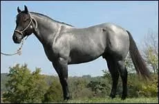 Comment appelle-t-on une robe rouanne  prdominance de blanc ?