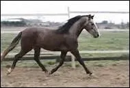 Comment appelle-t-on une robe rouanne  prdominance noire ?