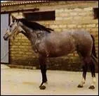 Comment appelle-t-on une robe rouanne  prdominance de roux ?