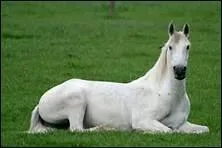 La robe grise est dite claire s'il y a une prdominance de quelle couleur ?