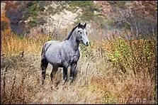 Si la robe grise a une prdominance de poils noirs, comment l'appelle-t-on ?