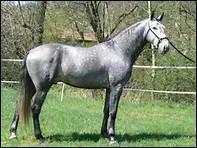 Comment appelle-t-on une robe grise brillante  dominance blanche ?