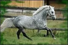 Comment appelle-t-on une robe grise avec noir dominant et de petites taches rondes de poils clairs ?