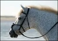 Comment appelle-t-on une robe grise avec prdominance de poils clairs sur lesquels apparaissent de petites taches noires ?