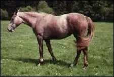 Comment se prsente la robe aubre ?