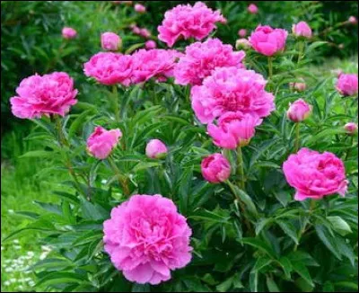 C'est une des plus belles fleurs avec ses nombreux pétales. Quelle est cette plante ?