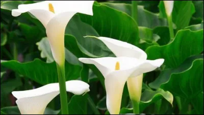 Cette fleur blanche pousse dès avril. Quelle est-elle ?