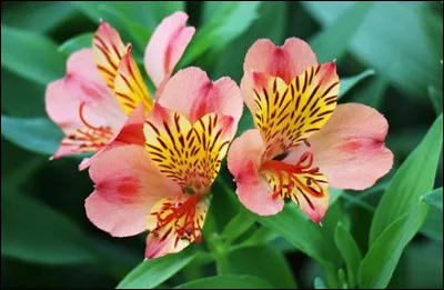 Quelle est cette fleur qui pousse sur une tige de 50 à 70 cm ?