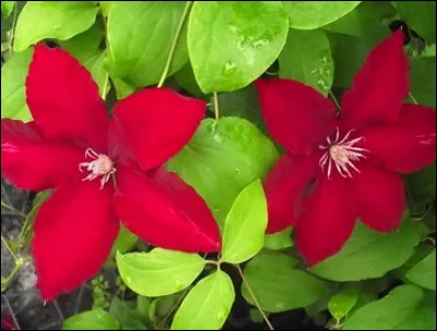 Ces fleurs poussent sur un petit arbuste aux branches très fines. Quelles sont-elles ?