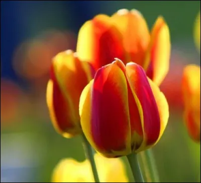Cette fleur serait originaire des steppes d'Eurasie. Comment sappelle-t-elle ?