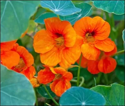 C'est une fleur mais aussi une danse, laquelle ?